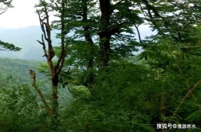 多邻国总是认证失败?知道这三点轻松搞定老大难问题!